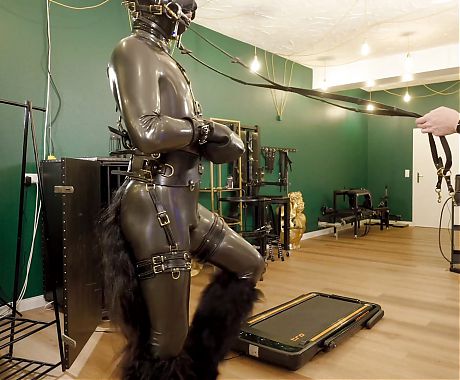 Rubber Pony Play: Bridle up and Training on the Treadmill